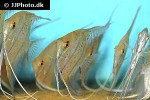 pterophyllum species peru altum pterophyllum species peru altum
