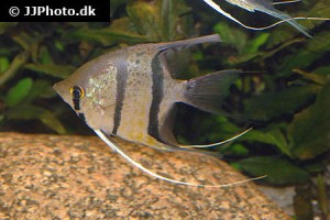 South America - Angelfish