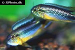 apistogramma agassizii