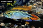 apistogramma agassizii