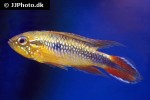 apistogramma agassizii