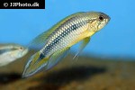 apistogramma agassizii