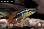 apistogramma agassizii