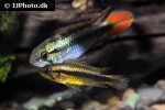 apistogramma agassizii