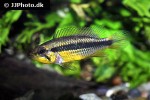 apistogramma agassizii