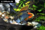apistogramma agassizii