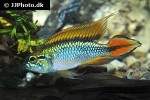 apistogramma agassizii