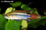 apistogramma agassizii double red