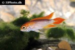 apistogramma agassizii fire red