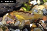 apistogramma agassizii fire red