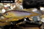 apistogramma agassizii fire red
