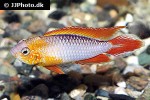 apistogramma agassizii fire red