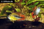 apistogramma agassizii super red