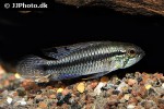 apistogramma agassizii tefe