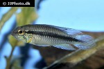 apistogramma agassizii tefe