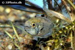 apistogramma agassizii tefe