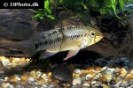 apistogramma alacrina