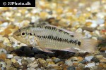 apistogramma alacrina