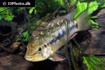 apistogramma alacrina