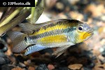 apistogramma allpahuayo