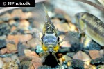 apistogramma allpahuayo