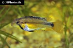 apistogramma atahualpa