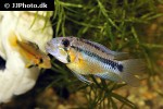 apistogramma atahualpa