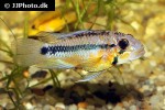 apistogramma atahualpa