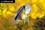 apistogramma atahualpa
