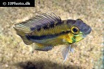 apistogramma atahualpa