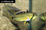 apistogramma atahualpa