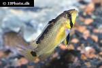 apistogramma atahualpa