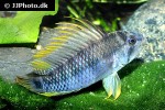 apistogramma baenschi