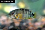 apistogramma baenschi