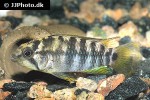 apistogramma baenschi
