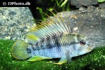 apistogramma baenschi
