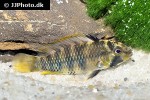 apistogramma baenschi