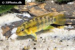 apistogramma baenschi