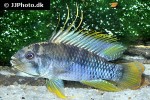 apistogramma baenschi