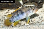 apistogramma baenschi