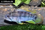 apistogramma baenschi