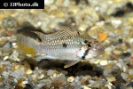 apistogramma barlowi