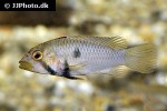 apistogramma barlowi
