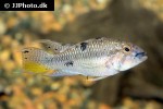apistogramma barlowi
