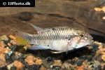 apistogramma barlowi
