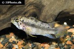 apistogramma barlowi