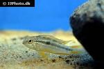apistogramma bitaeniata