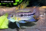 apistogramma bitaeniata