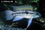 apistogramma bitaeniata