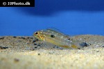apistogramma bitaeniata